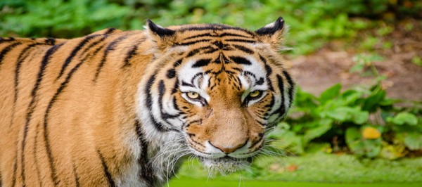 Jim Corbett Short Tour