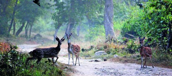 Jim Corbett Weekend Tour by Train